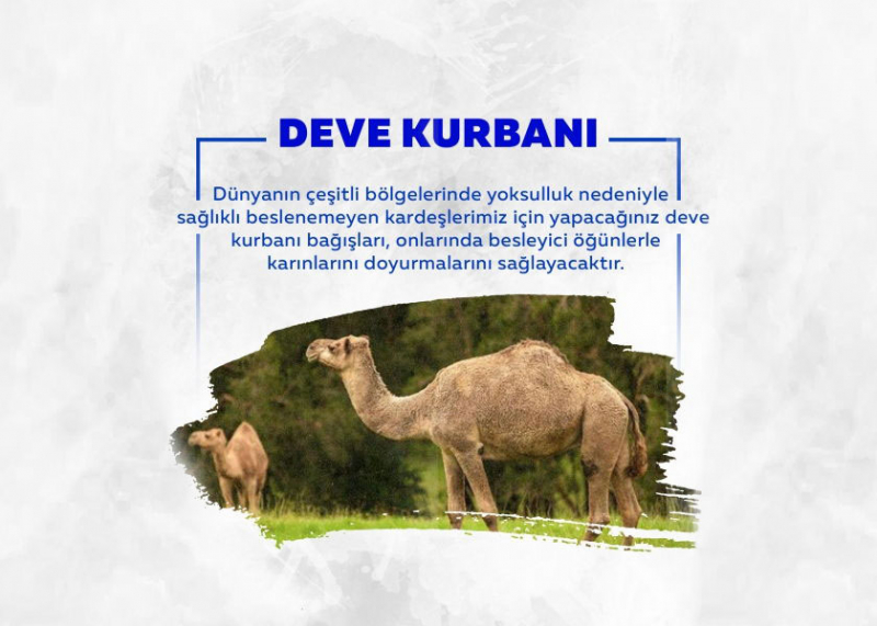 deve kurbanı bağışı